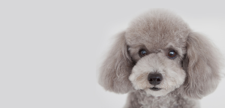 Lulu dog trimming 収益モデル参考イメージ