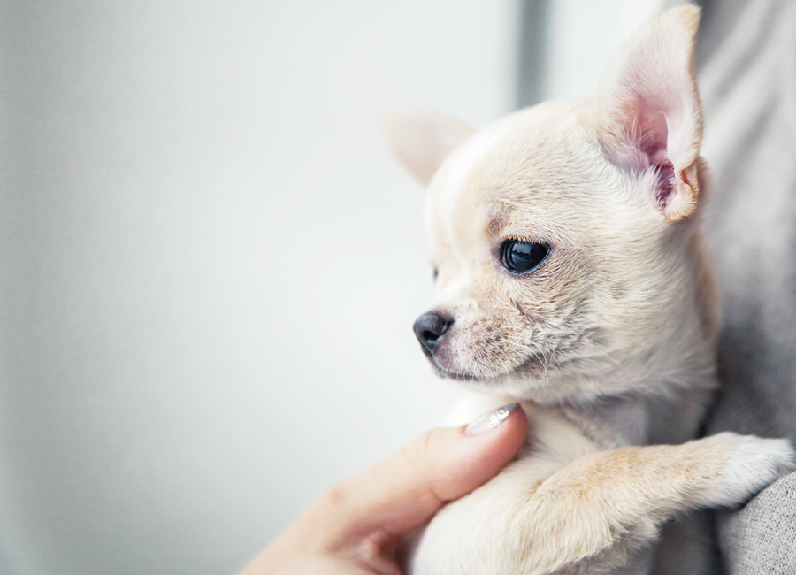 Lulu dog trimming サロン外観イメージ