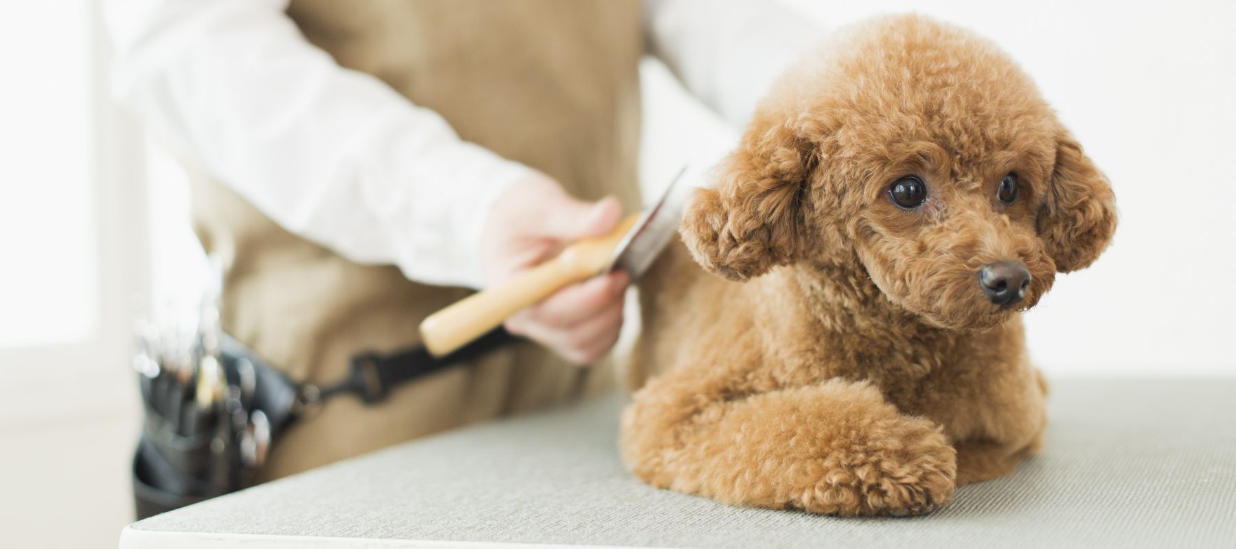 Lulu dog trimming キービジュアル